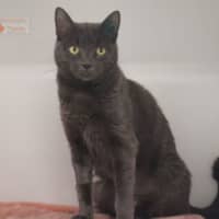 Photo of Violet