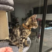 Photo of Tigger Meet Me@ Adoption Day 17/5