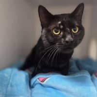 Photo of Vegemite Scroll