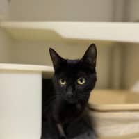 Photo of 🌵 Ivy 6721 🌵