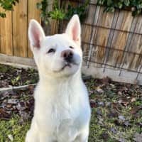 Photo of Pierogi