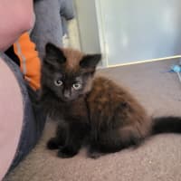 Photo of Coco Meet Me@Petstock Carrum Down Store