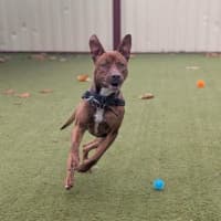 Photo of Roxy