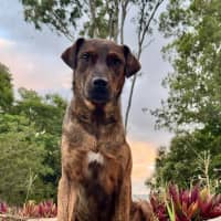 Photo of Dexter *$250 Adoption Fee*