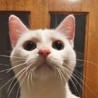 Photo of Phoebe