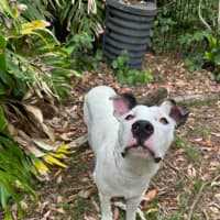 Photo of Scruffy   7 Month Old Wolfhound X