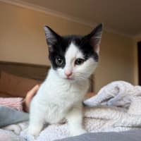 Photo of Moo Moo