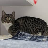 Photo of Mouse
