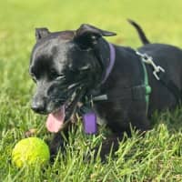 Photo of Beatrice Lozano