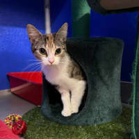 Photo of Biscoff