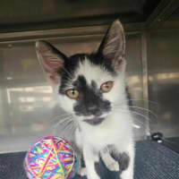 Photo of Speckles