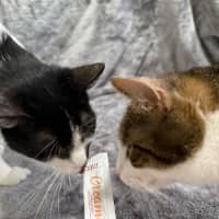 Photo of Hank & Halle