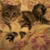 Photo of Puck