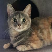 Photo of Addie   Now At Glendale Pe Tquarters 