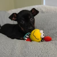 Photo of Griffin