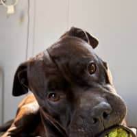 Photo of Tonka