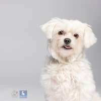 Photo of Lily   6 Year Old Maltese (Trial)