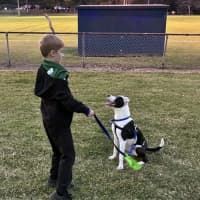 Photo of Tux   18 Month Old Staffy X