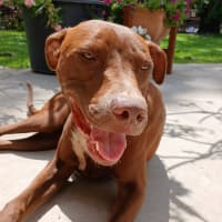 Photo of Roadie & Rusty