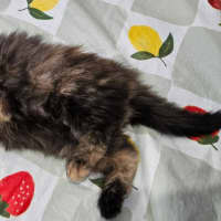Photo of Lila