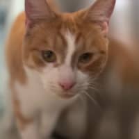 Photo of Mojo