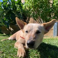 Photo of 1748. Niska