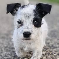 Photo of Maverick