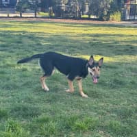 Photo of Ripley 