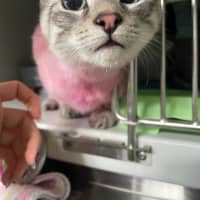 Photo of Froyo