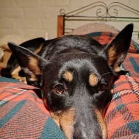 Photo of Soot