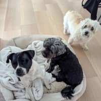 Photo of Missy & Middy