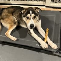Photo of Lupo