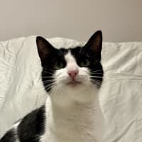 Photo of Martini 