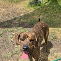 Photo of Bella (64600)