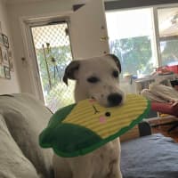 Photo of Nala