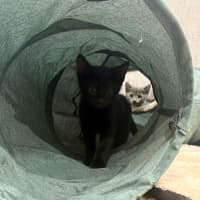 Photo of Cheddar