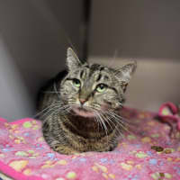 Photo of Sweet Pea