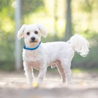 Photo of Benny