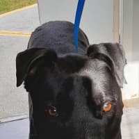 Photo of Maizy