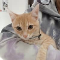 Photo of Bollinger *Meet Me At Pet Stock Birkenhead*