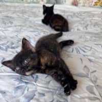 Photo of Gypsy 🧡