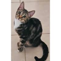 Photo of 11658   Tessa