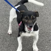 Photo of Boot Scootin Bill