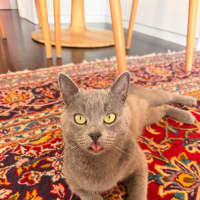 Photo of Bear