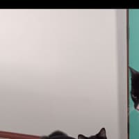 Photo of Bonnie *Fostered In Perth