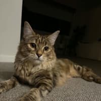 Photo of Maple
