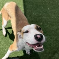 Photo of Sage Imp 161