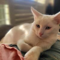 Photo of August ** 2nd Chance Cat Rescue**