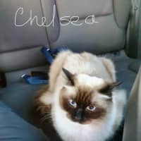Photo of Chelsea
