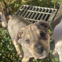 Photo of Luna